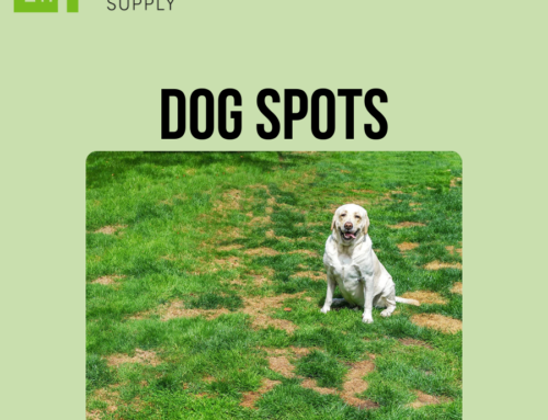 Dog Spots