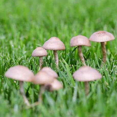 WHY ARE THERE MUSHROOMS IN MY YARD?